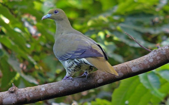 Whistling Green-Pigeon (Taiwan) - Pete Morris