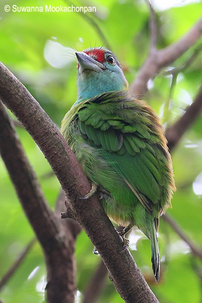 Turquoise-throated Barbet - ML379591831