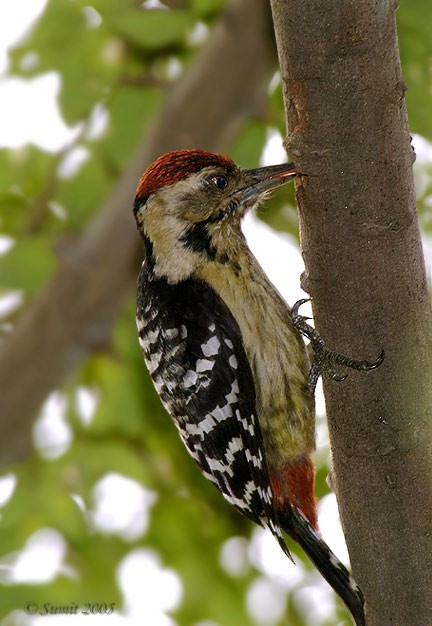 Fulvous-breasted Woodpecker - ML379592041