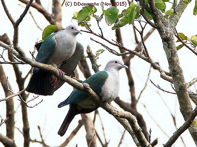 Green Imperial-Pigeon (Green) - D Dasgupta
