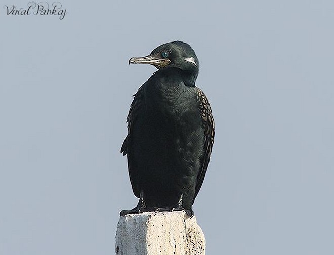 Indian Cormorant - Pankaj Maheria