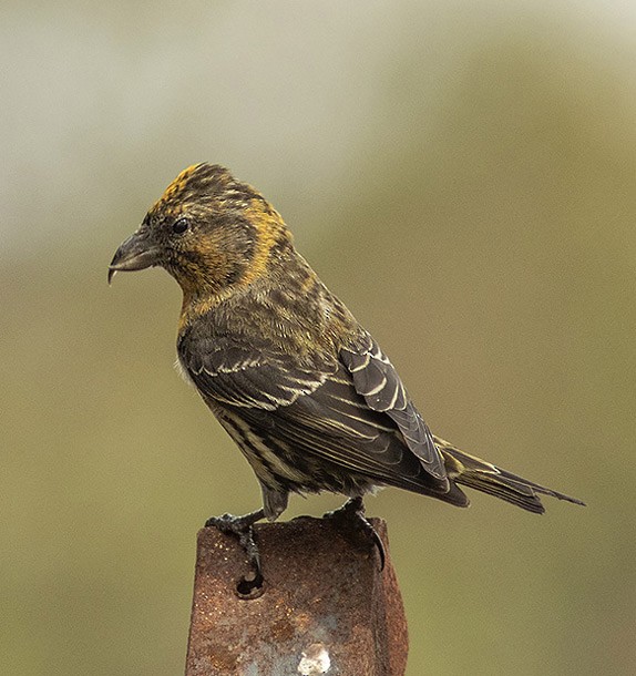 Red Crossbill (Himalayan) - ML379593481