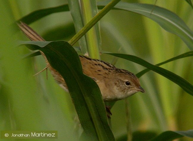 Marsh Grassbird - Jonathan Martinez
