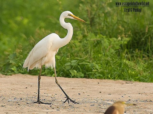Great Egret (modesta) - Pankaj Maheria
