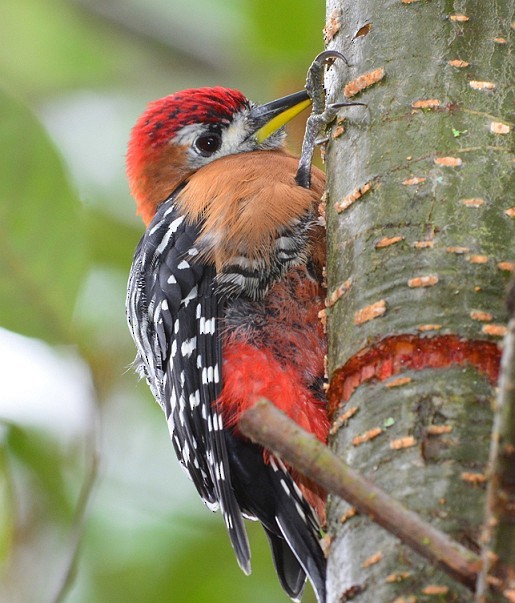 Rufous-bellied Woodpecker - ML379596131