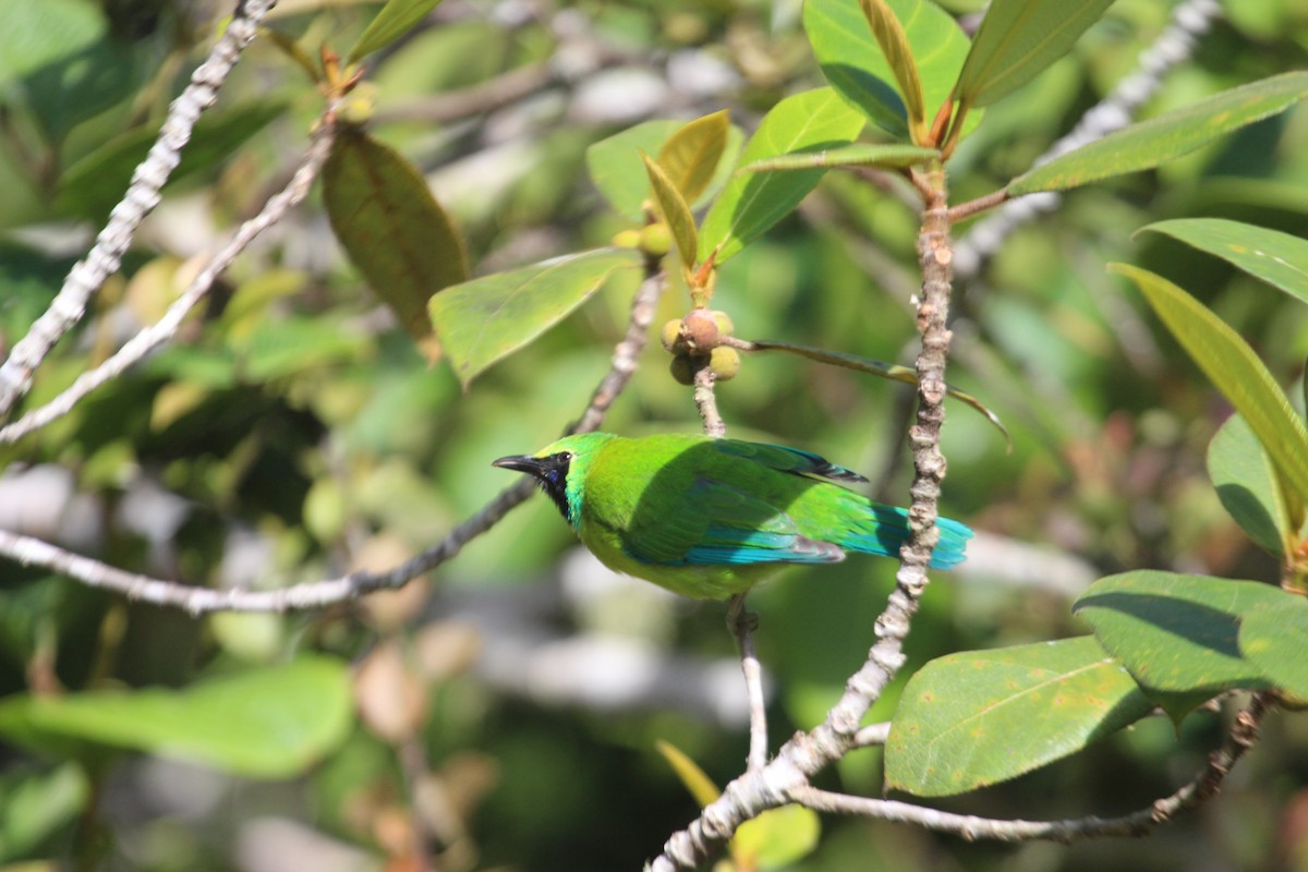 Bornean Leafbird - ML37959631