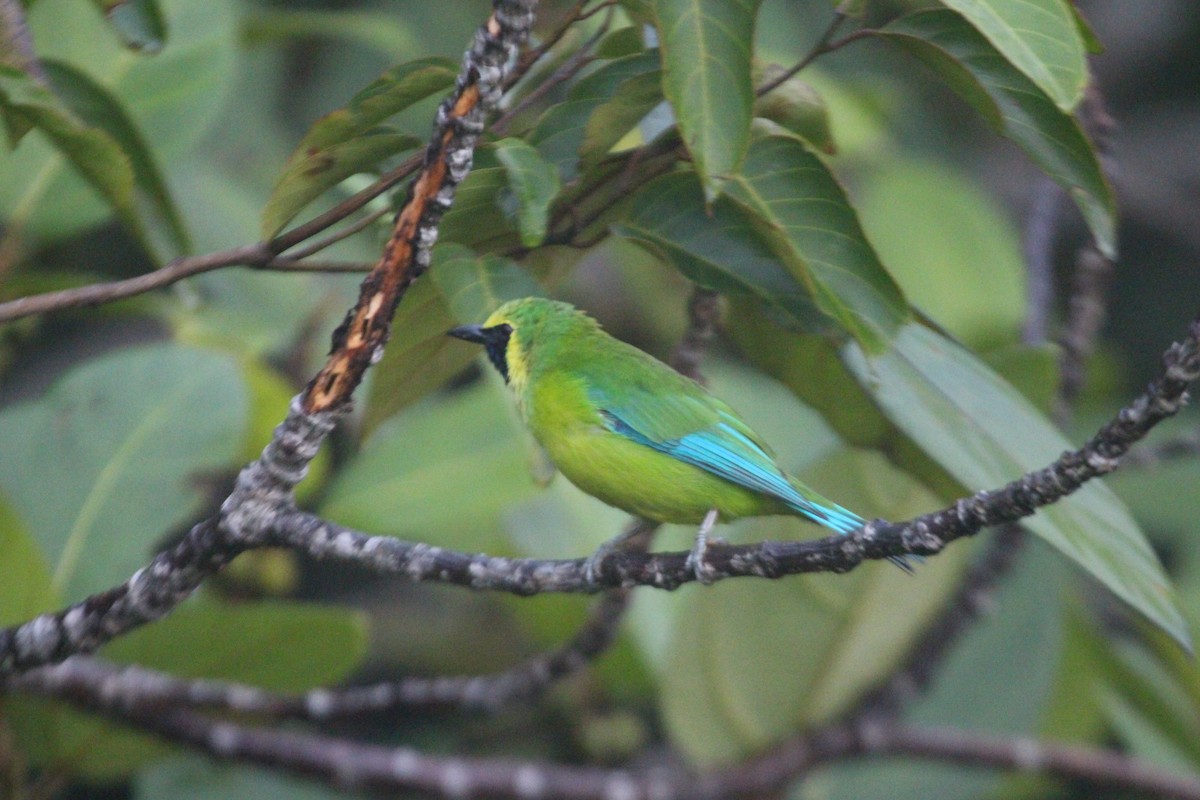 Bornean Leafbird - ML37959681