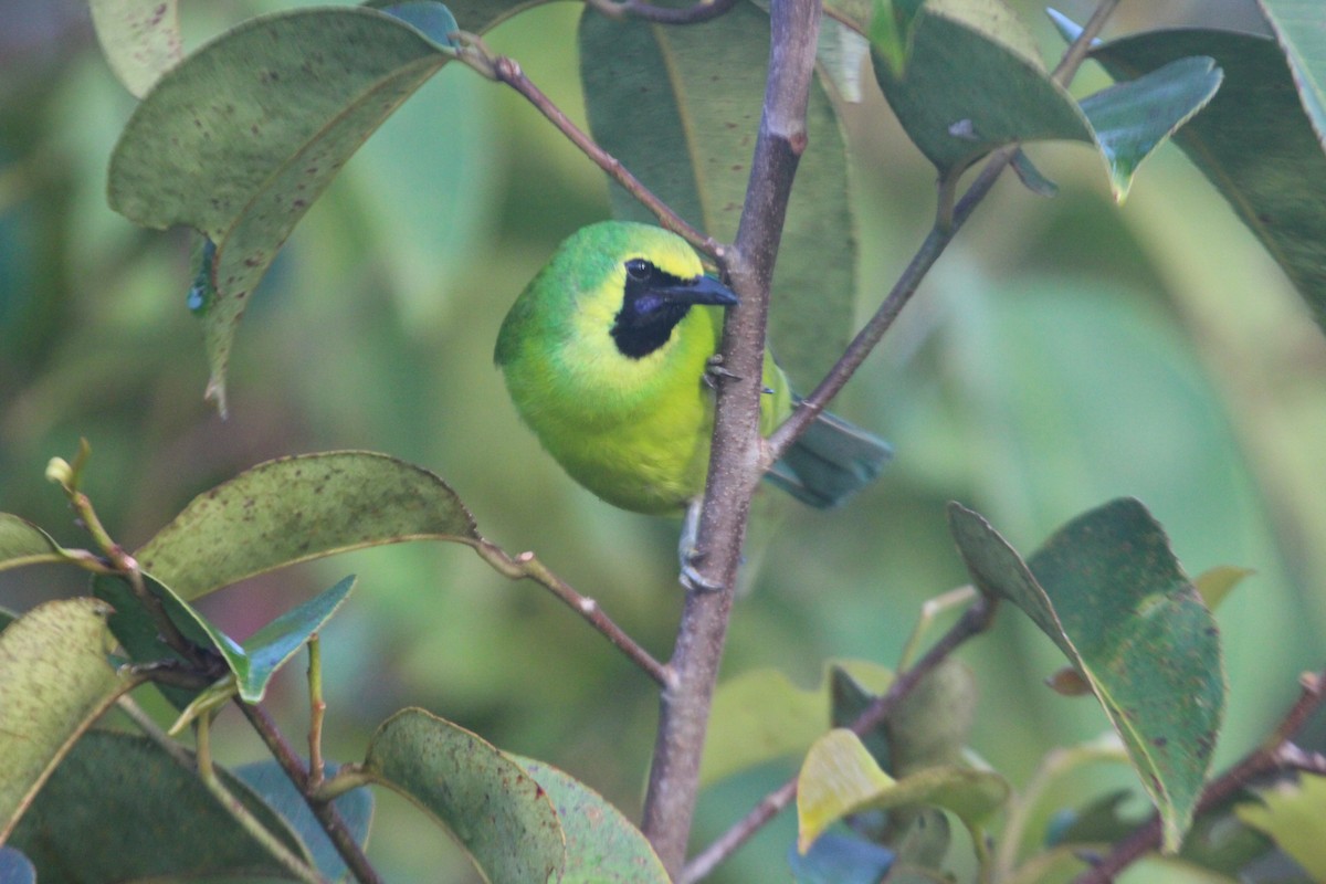 Bornean Leafbird - ML37959731