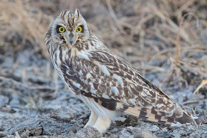 Short-eared Owl (Northern) - Arpit Bansal