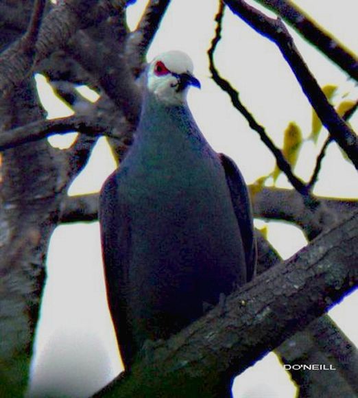 White-faced Cuckoo-Dove - ML379600551
