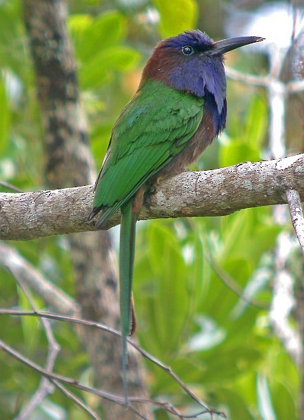 Purple-bearded Bee-eater - ML379601381