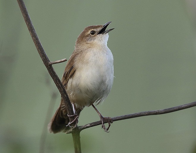 Broad-tailed Grassbird - ML379601911