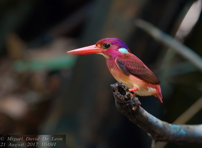 Philippine Dwarf-Kingfisher (Mindanao) - ML379602491