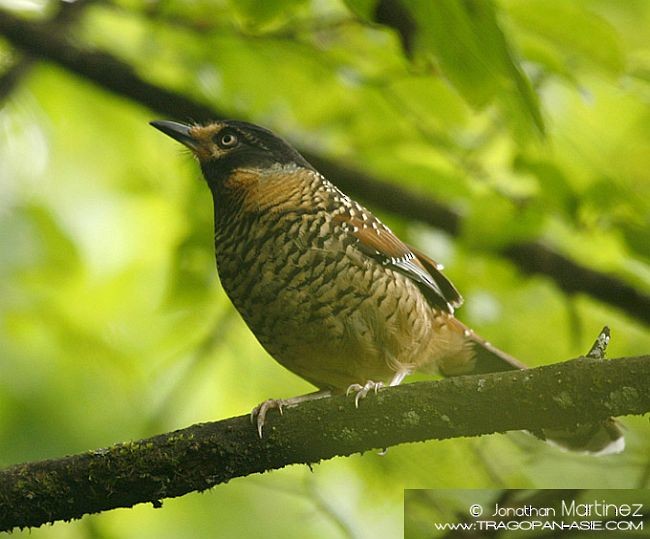 Spotted Laughingthrush - ML379603701