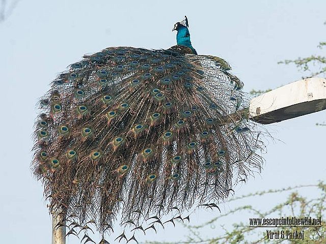Indian Peafowl - Pankaj Maheria