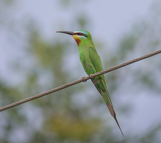 Blue-cheeked Bee-eater - Sarawandeep Singh