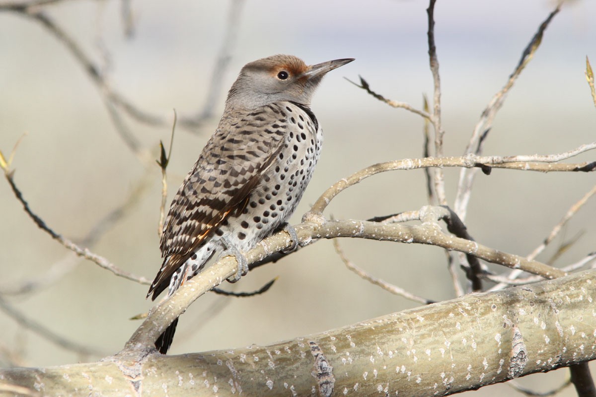 Northern Flicker (Red-shafted) - ML37960581