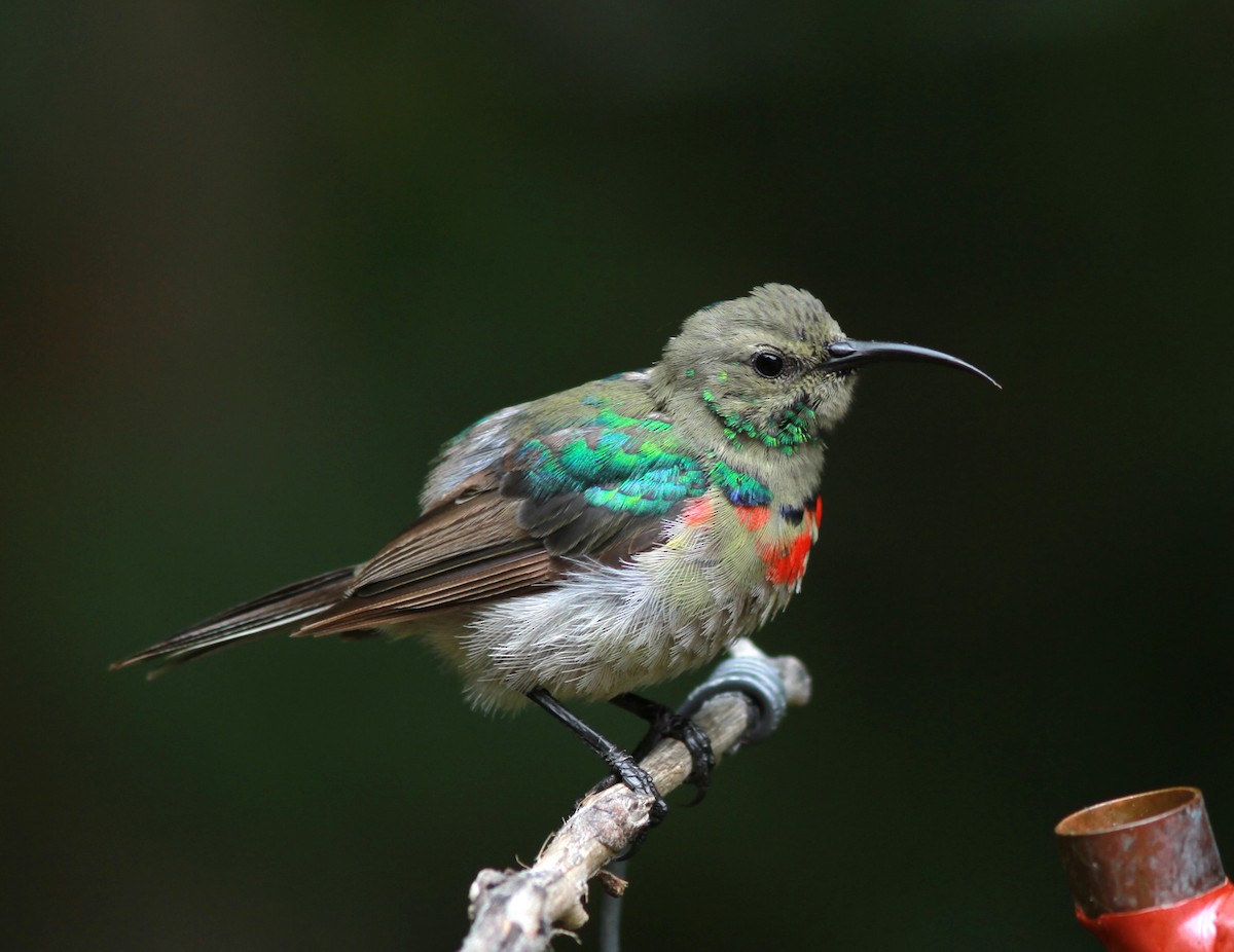 Southern Double-collared Sunbird - Guy Poisson