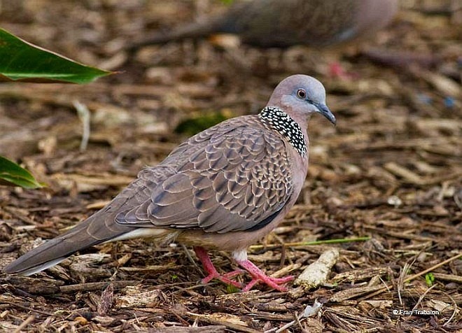 Spotted Dove (Eastern) - ML379607001