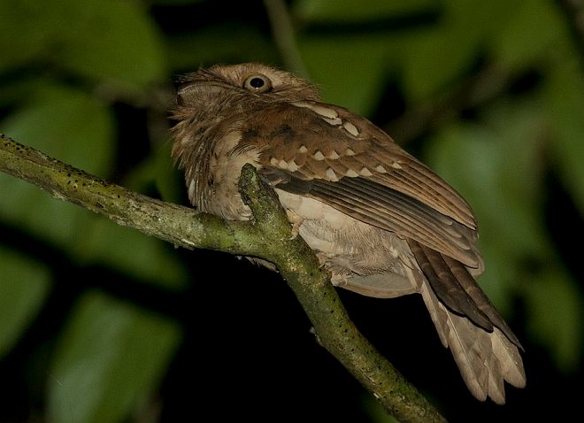 Gould's Frogmouth - ML379607531