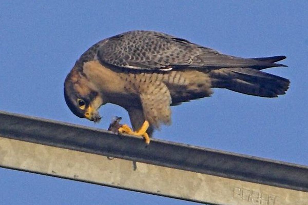 Peregrine Falcon (Red-capped) - ML379607971