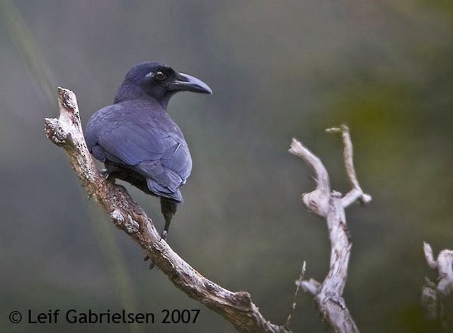 Slender-billed Crow (Sierra Madre) - ML379608171