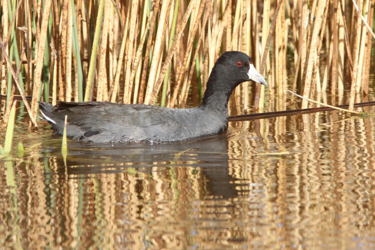 American Coot (Red-shielded) - Noah Strycker