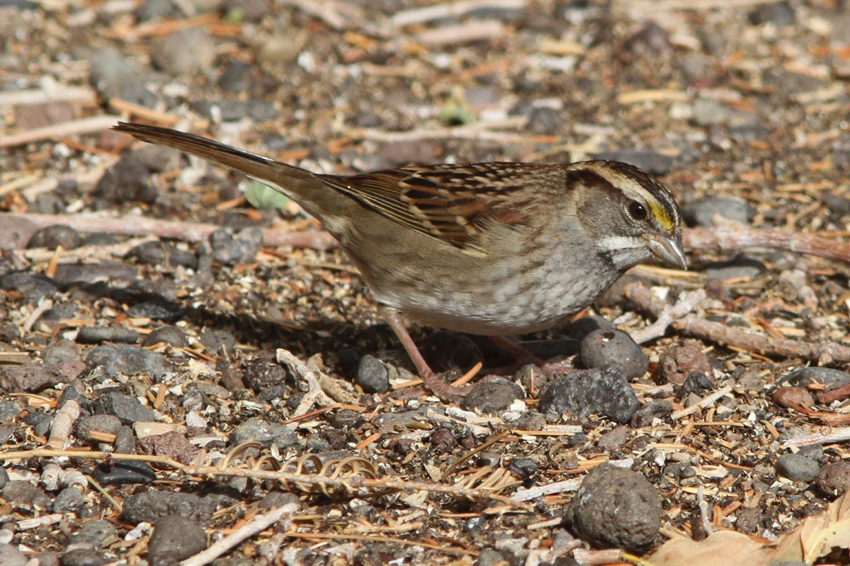 White-throated Sparrow - ML37961021