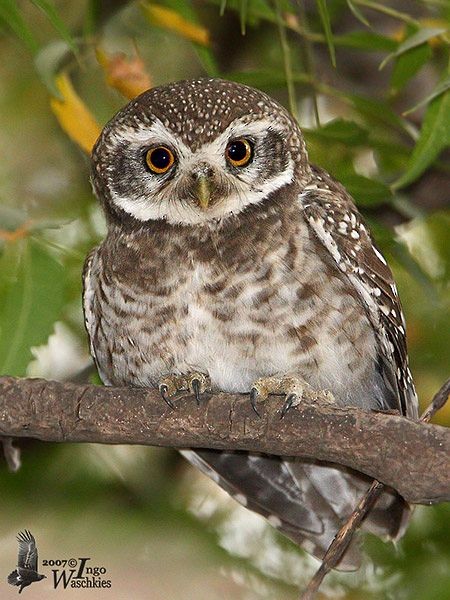Spotted Owlet - ML379610421
