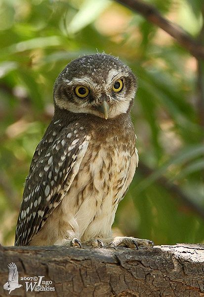 Spotted Owlet - ML379610441