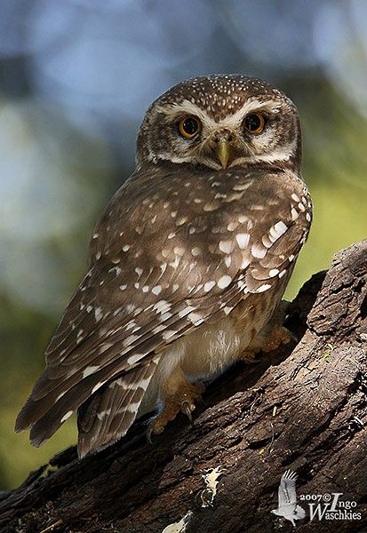 Spotted Owlet - ML379610461