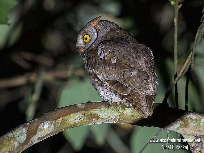 Oriental Scops-Owl (Oriental) - ML379610691