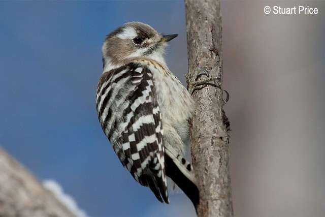 Japanese Pygmy Woodpecker - ML379611231