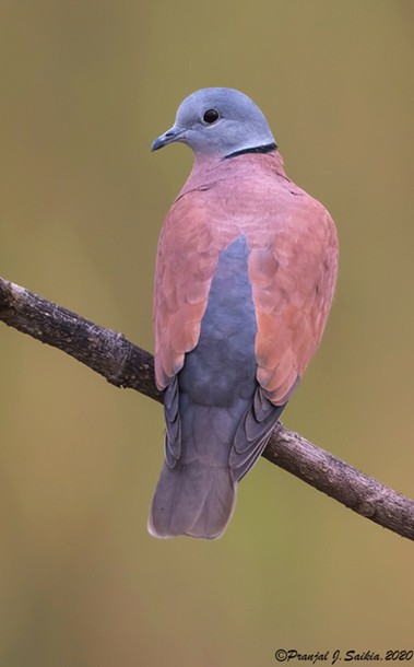 Red Collared-Dove - ML379612001