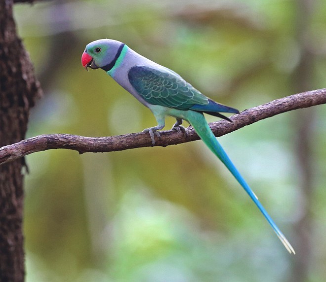 Malabar Parakeet - Sarita Subramaniam