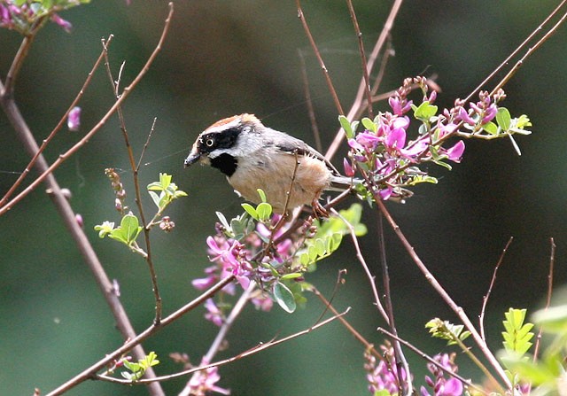 Black-throated Tit (Red-headed) - Ulrich Weber