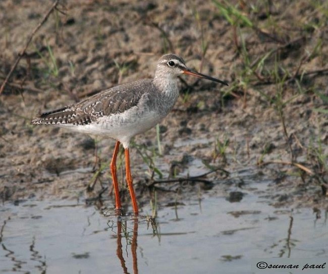 Spotted Redshank - ML379612981