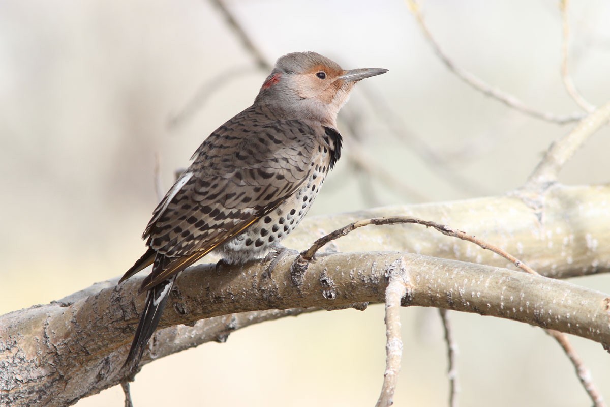 Northern Flicker (Yellow-shafted x Red-shafted) - Noah Strycker