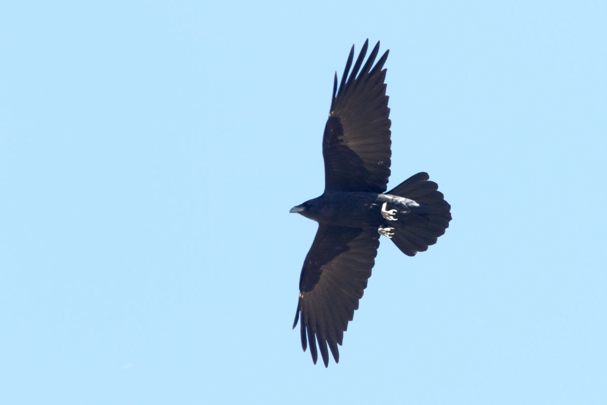 Common Raven - Noah Strycker