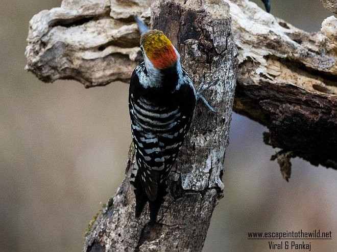 Brown-fronted Woodpecker - ML379614621