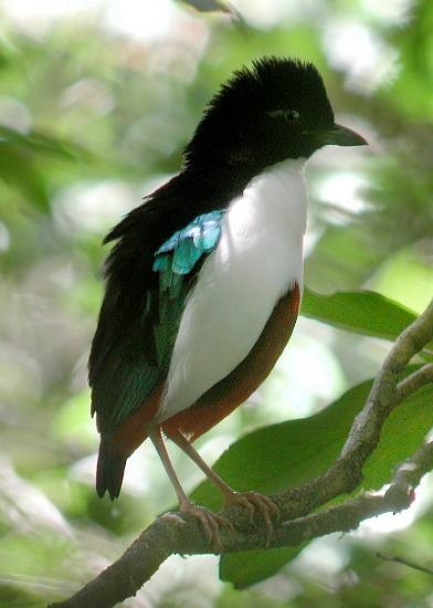 Ivory-breasted Pitta (Ivory-breasted) - Paul Pearson