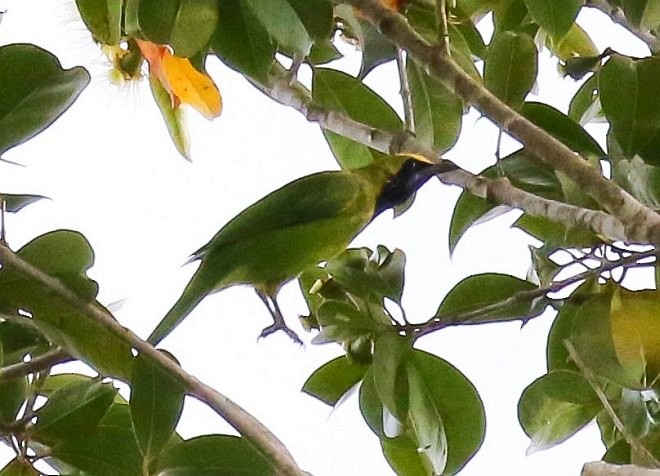 Sumatran Leafbird - ML379617271