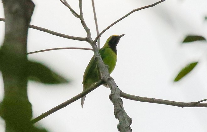 Sumatran Leafbird - Samuel Progin