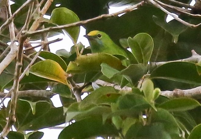 Sumatran Leafbird - ML379617401