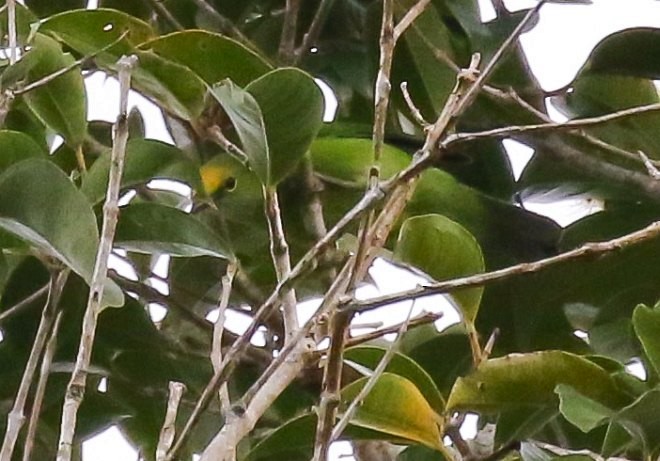 Sumatran Leafbird - ML379617411