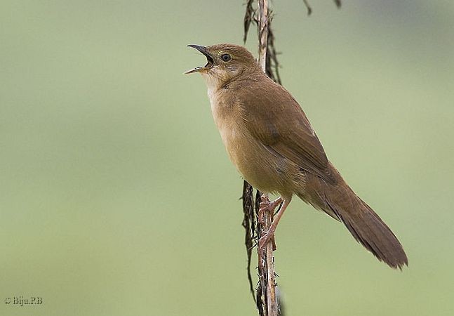 Broad-tailed Grassbird - ML379617571