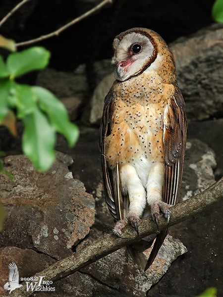 Sulawesi Masked-Owl - ML379618801