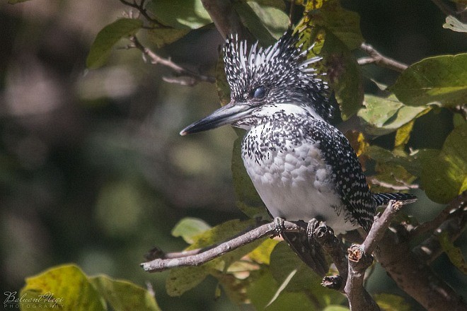 Crested Kingfisher - ML379618961
