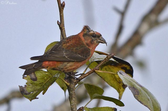 Red Crossbill (Himalayan) - ML379619621