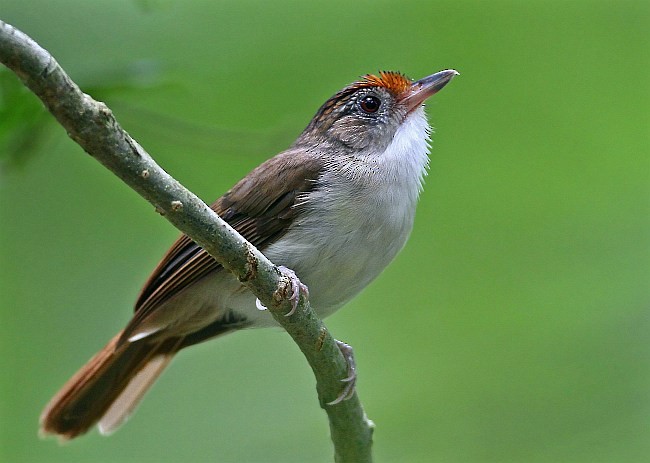 Scaly-crowned Babbler - ML379621171